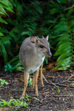İyi günler (Philantomba monticola). Svaziland
