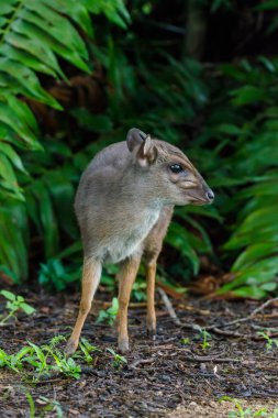 İyi günler (Philantomba monticola). Svaziland