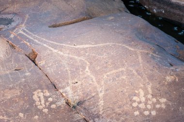 San veya Bushman Petroglyph (kaya oyması) bir Güney Afrika zürafası veya zürafa (zürafa zürafa). Kuzey Burnu. Güney Afrika.