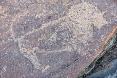 San veya Bushman Petroglyph (kaya oyması) bir aslan (Panthera leo). Kuzey Burnu. Güney Afrika.