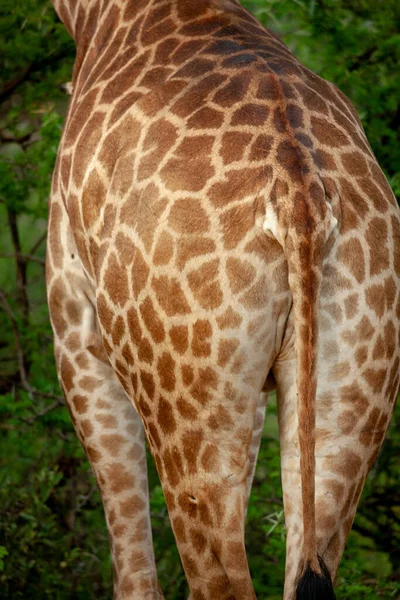 Südafrikanische Giraffe Oder Kapgiraffe Giraffa Camelopardalis Giraffa Nordwestprovinz Südafrika — Stockfoto