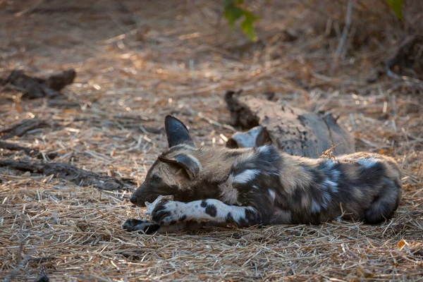 African wild dog, African hunting dog, African painted dog, Cape hunting dog, wild dog or painted wolf (Lycaon pictus) pup chewing a bone. Mashatu Game Reserve. Northern Tuli Game Reserve.  Botswana