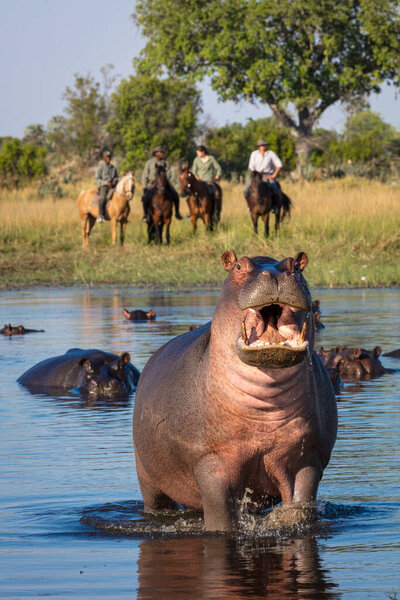 Обыкновенный бегемот или бегемот (Hippopotamus amphibius) демонстрирует агрессию. Дельта Окаванго. Ботсвана
