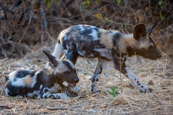 Africký Divoký Pes Africký Lovecký Pes Africký Malovaný Pes Mys — Stock fotografie