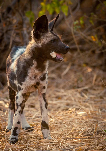 African wild dog, African hunting dog, African painted dog, Cape hunting dog, wild dog or painted wolf (Lycaon pictus) pup chewing a bone. Mashatu Game Reserve. Northern Tuli Game Reserve.  Botswana