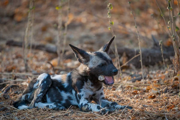 African wild dog, African hunting dog, African painted dog, Cape hunting dog, wild dog or painted wolf (Lycaon pictus) pup chewing a bone. Mashatu Game Reserve. Northern Tuli Game Reserve.  Botswana