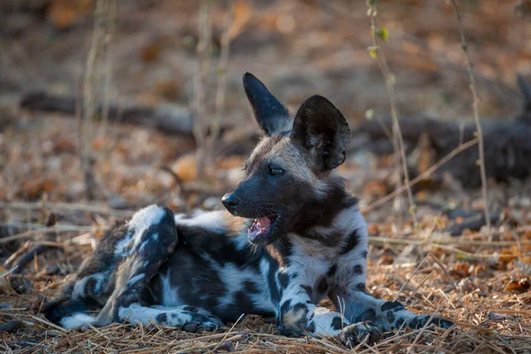 African wild dog, African hunting dog, African painted dog, Cape hunting dog, wild dog or painted wolf (Lycaon pictus) pup. Mashatu Game Reserve. Northern Tuli Game Reserve.  Botswana