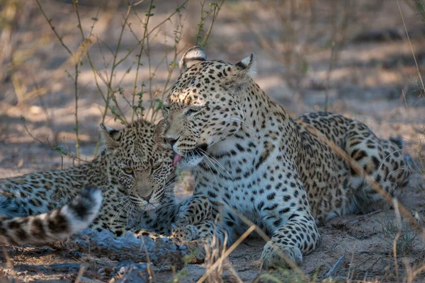 Леопард Panthera Pardus Самка Ухаживающая Подростком Калахари Ботсвана — стоковое фото