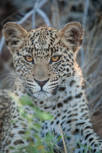 Leopardo Panthera Pardus Juvenil Kalahari Botsuana — Fotografia de Stock