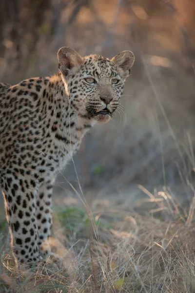 Леопард Panthera Pardus Несовершеннолетний Калахари Ботсвана — стоковое фото