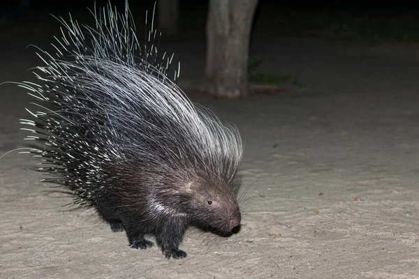 Cup Porcupine South African Porcupine Hystrix Africaeaustralis Калахарі Ботсвана — стокове фото