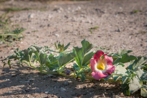 Şeytan pençesi, yakalama bitkisi veya ahşap örümceği (Harpagophytum procumbens) bitki ve çiçek. Halk ve bitkisel ilaçlarda kullanılır. Kalahari. Botswana.