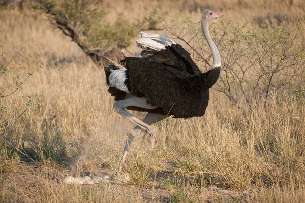 Avestruz Avestruz Comum Struthio Camelus Ninho Kalahari Botsuana — Fotografia de Stock