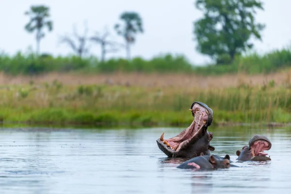 Hipopótamo Comum Hipopótamo Hipopótamo Anfíbio Mostrando Exibição Ameaça Delta Okavango — Fotografia de Stock