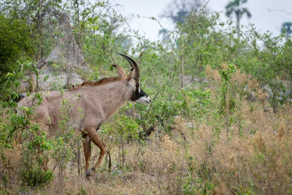 Roan Antilop Hippotragus Equinus Okavango Delta Szardínia — Stock Fotó