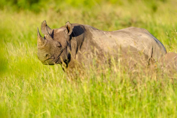 Rhinocéros Noir Rhinocéros Lèvres Crochues Diceros Bicornis Kwazulu Natal Afrique — Photo