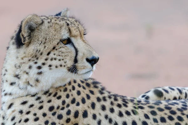 Cheetah Acinonyx Jubatus Kwazulu Natal South Africa — Stock Photo, Image