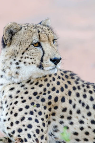 Cheetah Acinonyx Jubatus Kwazulu Natal South Africa — Stock Photo, Image