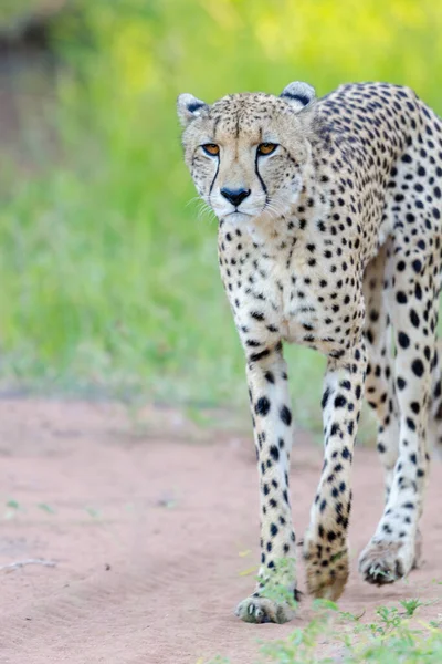 Gepárd Acinonyx Jubatus Kwazulu Natal Dél Afrika — Stock Fotó