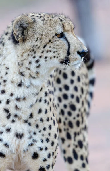 Cheetah Acinonyx Jubatus Kwazulu Natal South Africa — Stock Photo, Image