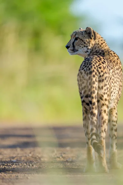 Cheetah Acinonyx Jubatus Kwazulu Natal South Africa — Stock Photo, Image