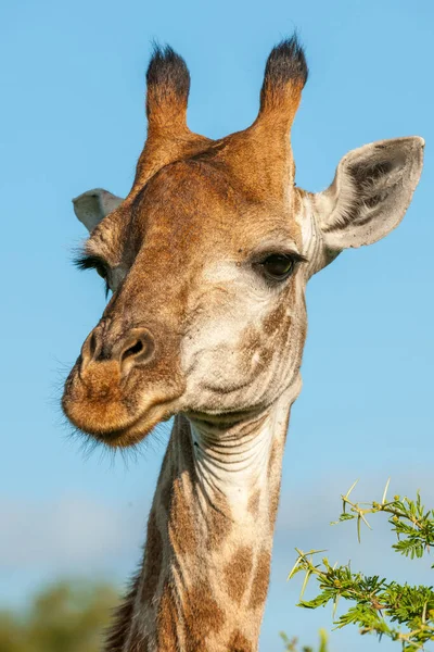 Sydafrikansk Giraff Eller Kap Giraff Giraffa Giraffa Giraffa Kwazulu Natal — Stockfoto