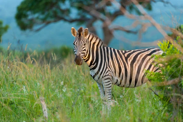 Równina Zebra Znana Również Jako Zebra Zwyczajna Lub Zebra Burchella — Zdjęcie stockowe