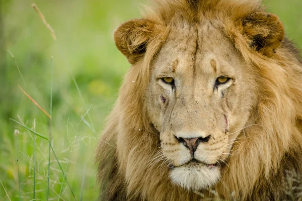 Leeuw Panthera Leo Kwazulu Natal Zuid Afrika — Stockfoto