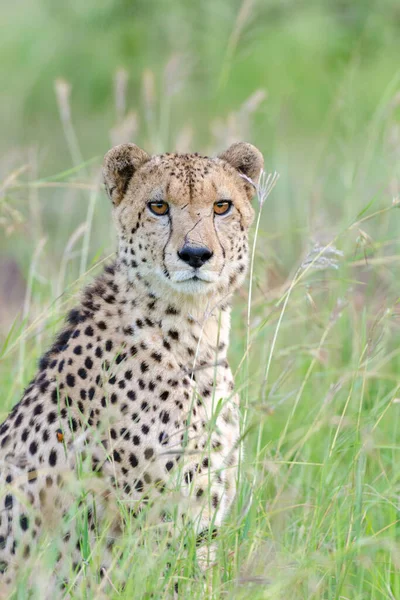 Cheetah Acinonyx Jubatus Kwazulu Natal South Africa — Stock Photo, Image