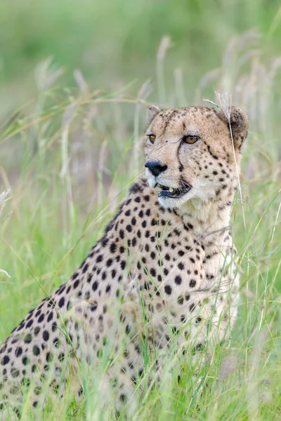 Cheetah Acinonyx Jubatus Kwazulu Natal South Africa — Stock Photo, Image