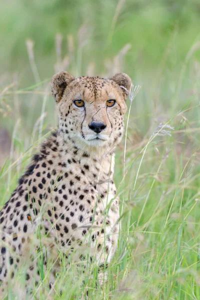 Гепард Acinonyx Fablatus Квазулу Наталь Южная Африка — стоковое фото