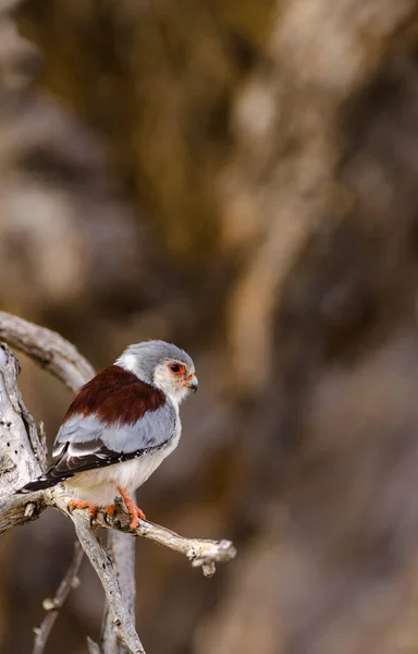 Pygmy Falcon African Pygmy Falcon Polihierax Semitorquatus Northern Cape South — Stock Photo, Image