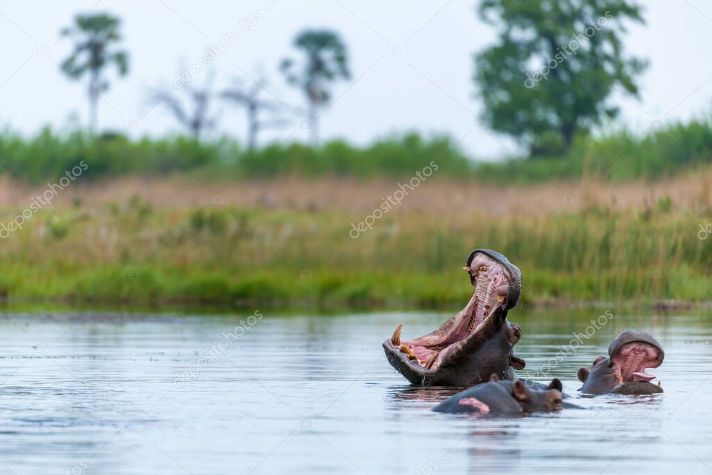 Common hippopotamus or Hippo (Hippopotamus amphibius) showing threat display. Okavango Delta. Botswana