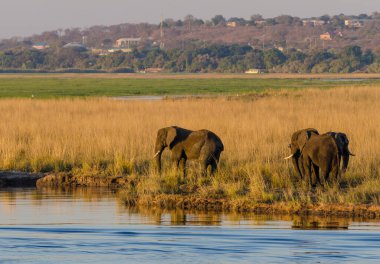 Afrika çalı fili (Loxodonta africana) Chobe Nehri kıyılarında Kasane ile birlikte. Chobe Ulusal Parkı. Botswana