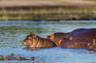 Su aygırı ya da su aygırı (Hippopotamus amfibi). Chobe Ulusal Parkı. Botswana