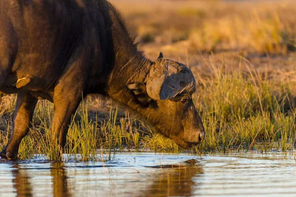 Africký Buvol Nebo Buvolí Mys Syncerus Caffer Řece Chobe Národní — Stock fotografie