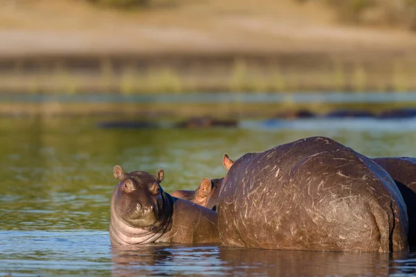Su aygırı ya da su aygırı (Hippopotamus amfibi). Chobe Ulusal Parkı. Botswana