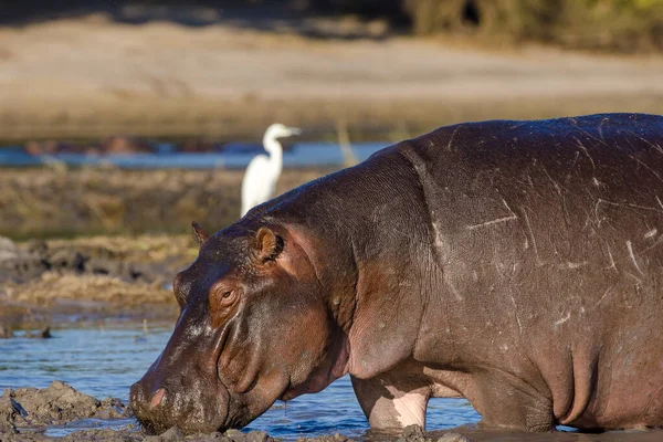 Hipopopotam Zwyczajny Lub Hipopotam Hipopotam Amfibius Park Narodowy Chobe Botswana — Zdjęcie stockowe