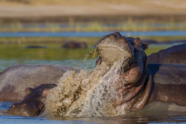 Hipopótamo Hipopótamo Común Hippopotamus Amphibius Parque Nacional Chobe Botswana — Foto de Stock