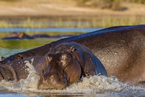 Hippopotame Commun Hippopotame Hippopotame Amphibie Parc National Chobe Botswana — Photo
