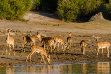 Impala (Aepyceros melampus) sürüsü Chobe Nehri 'nde su içiyor. Chobe Ulusal Parkı. Botswana