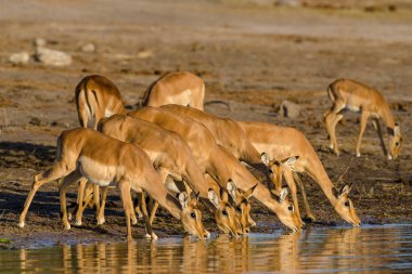 Impala (Aepyceros melampus) sürüsü Chobe Nehri 'nde su içiyor. Chobe Ulusal Parkı. Botswana
