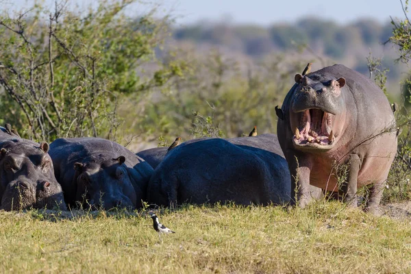 Hippo Common Hippopotamus Hippopotamus Amphibius Mouth Open Threat Chobe National — Stock Photo, Image