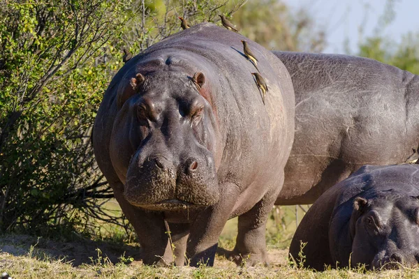 Hippo ya da yaygın su aygırı (Hippopotamus amfibi) ve kırmızı gagalı okçular (Buphagus erythrorhynchus). Chobe Ulusal Parkı. Botswana