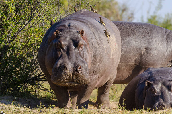 Hippo or common hippopotamus (Hippopotamus amphibius) and red-billed oxpecker (Buphagus erythrorhynchus). Chobe National Park. Botswana