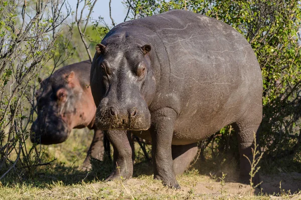 Nilpferd Oder Flusspferd Hippopotamus Amphibius Chobe Nationalpark Botsuana — Stockfoto