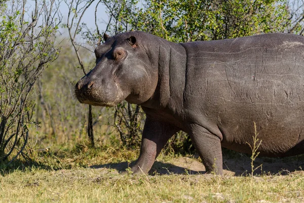 Hipopótamo Hipopótamo Comum Hipopótamo Anfíbio Parque Nacional Chobe Botsuana — Fotografia de Stock