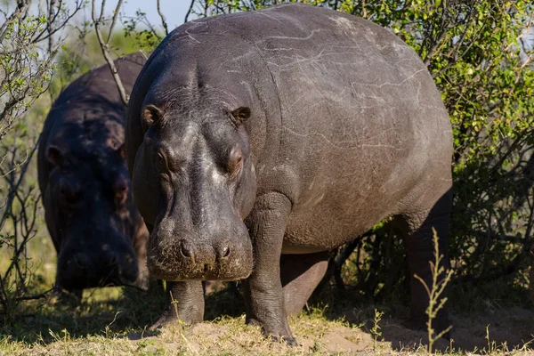 Nilpferd Oder Flusspferd Hippopotamus Amphibius Chobe Nationalpark Botsuana — Stockfoto