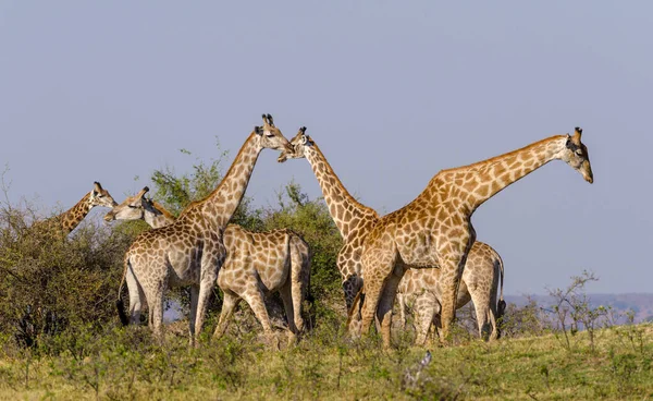 Zuid Afrikaanse Giraffe Kaap Giraffe Giraffa Giraffa Giraffa Kudde Chobe — Stockfoto