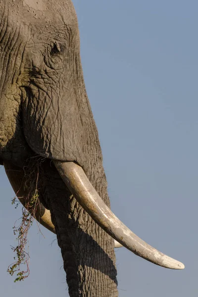 African Bush Elephant African Elephant Loxodonta Africana Chobe National Park — Stock Photo, Image